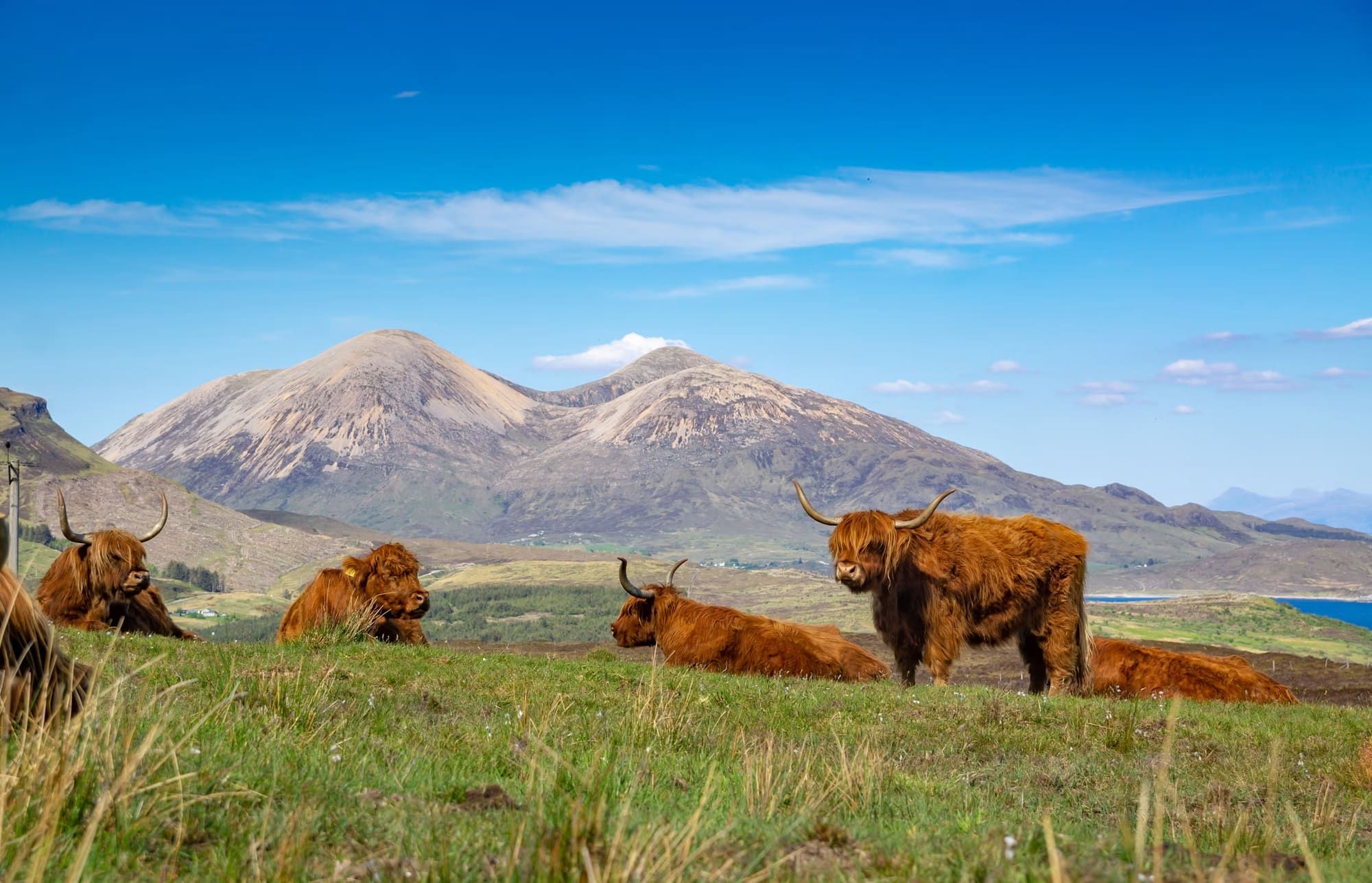 Highland “Hairy Coos”